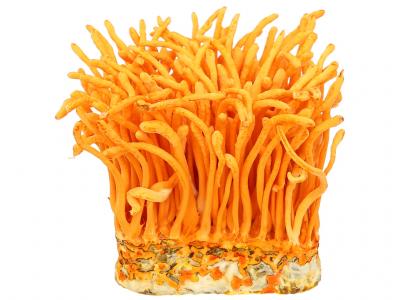 Nấm đông trùng hạ thảo hộp 150g