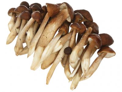 Nấm mối đen hộp 150g